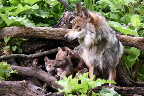 Mexican Gray Wolf pups born at Brookfield Zoo | abc7chicago.com