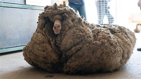 Overgrown sheep 'Baarack' gets epic quarantine haircut, loses 78 lbs. of matted wool | Live Science