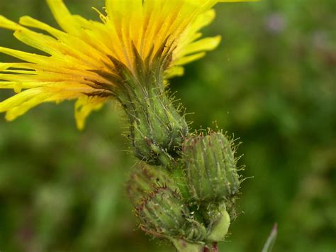 Sonchus arvensis (Asteraceae) image 20872 at PhytoImages.siu.edu