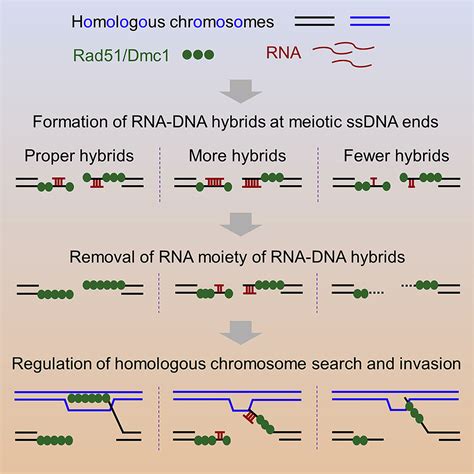 RNA-DNA hybrids regulate meiotic recombination: Cell Reports