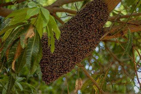 How to Humanely Remove a Beehive From Your Yard