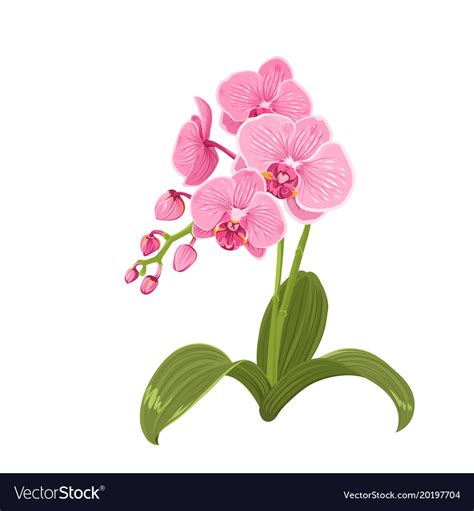 Pink orchid phalaenopsis flower realistic drawing Vector Image