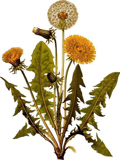 Dandelion: Scourge or Savior? — Four Season Foraging