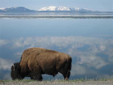 AllTrails Journal – American Bison Hunted to near-extinction in the...