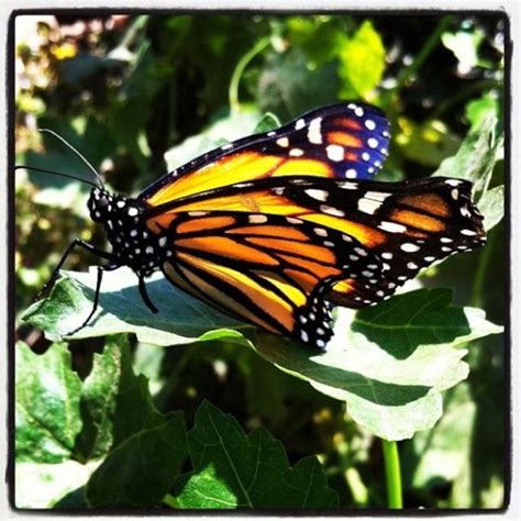 Butterfly exhibit at the Los Angeles Natural History Museum Activity List, List Of Activities ...