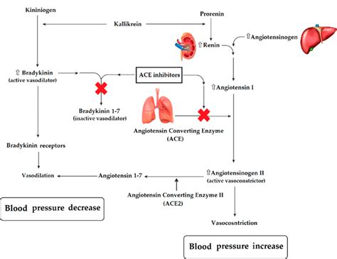 General effects on blood pressure regulation by Angiotensin-Converting... | Download Scientific ...