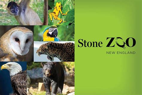 Stone Zoo tickets discount | Boston | Undercover Tourist