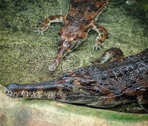 Crocodiles Pics - Carinewbi