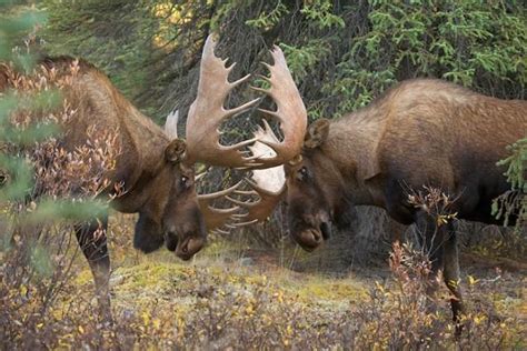 moose pictures | Wildlife | Pinterest | Blog, Hands and Watches