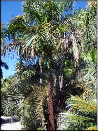 Coast Road Palms-For The Tropical Look - Roystonea Regia - Cuban Royal Palm