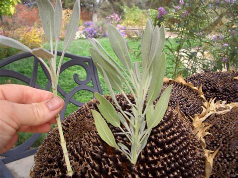 A Garden in Bootjack: Redneck Plant Propagation