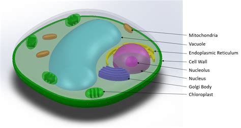 3d Plant Cell Models Labeled