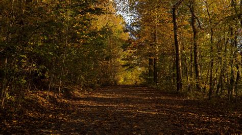 Wallpaper park, path, autumn, trees, fallen leaves hd, picture, image