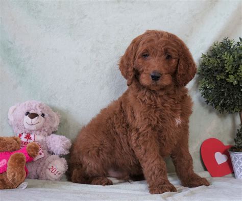 Standard F1B Goldendoodle For Sale Holmesville, OH Male - Brady – AC ...