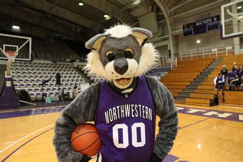 Willie the Wildcat. Northwestern Wildcats mascot. | Wild cats, Northwestern wildcats, Northwestern