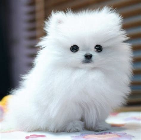 12 Reasons Why You Should Never Own Pomeranians