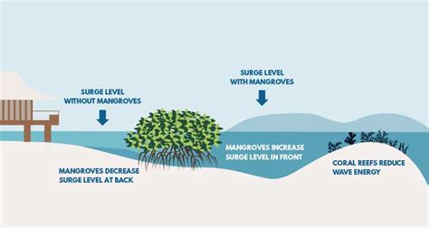 MANGROVE CONSERVATION - ANAMBAS FOUNDATION