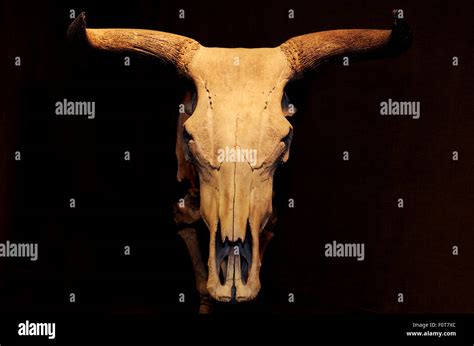 Auroch skull hi-res stock photography and images - Alamy