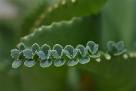 Mother of Thousands Plant Propagation: A How-To Guide