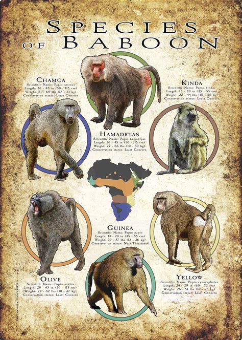 Species of Baboon Poster Print