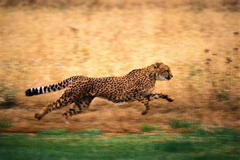 1920x1080 resolution | time lapse photography of running cheetah HD wallpaper | Wallpaper Flare