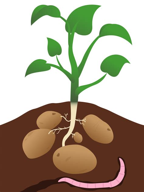 Potato field clipart - Clipground