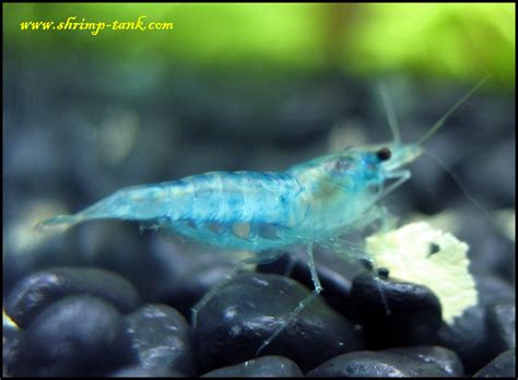 Blue velvet neocaridina shrimp picking up food