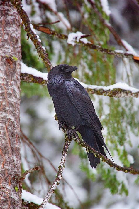 Winter Raven Photograph by Brian Knott Photography - Pixels