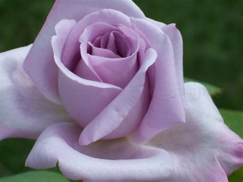 Nana's Nature Photography: Lavender Rose