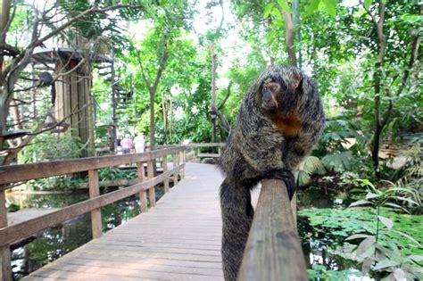 Regenwaldhaus - Zoo Krefeld