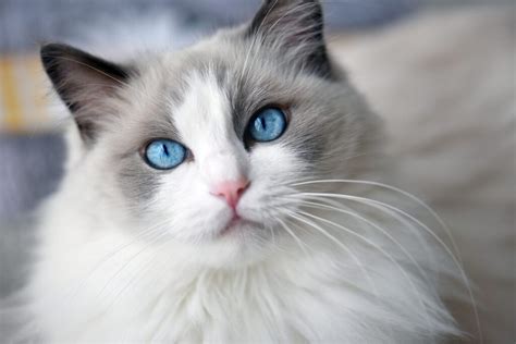 Ragdoll Affectionate Cat Breeds | kop-academy.com