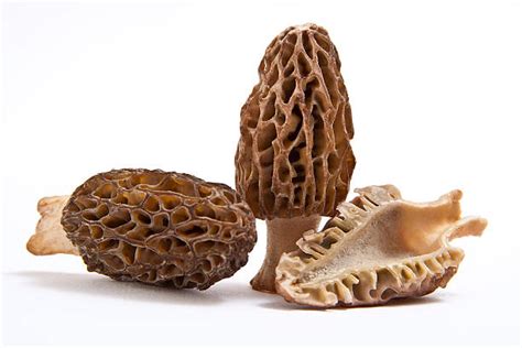 Morel Mushrooms Stock Photos, Pictures & Royalty-Free Images - iStock