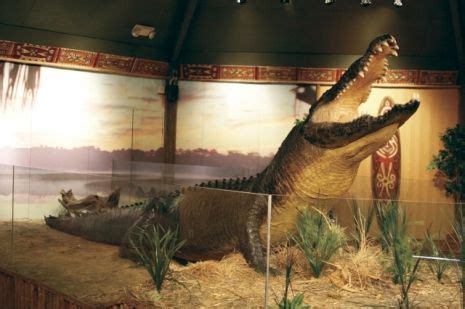 The legendary Gomek was the largest crocodile ever in St. Augustine. The St. Augustine Alligator ...