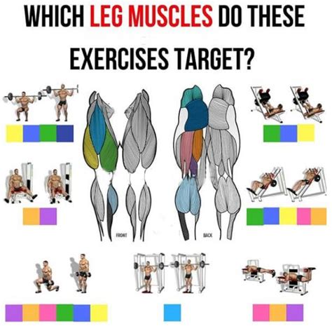 Which Leg Muscles Do These Exercises Target? Must Read This! | Leg and ...