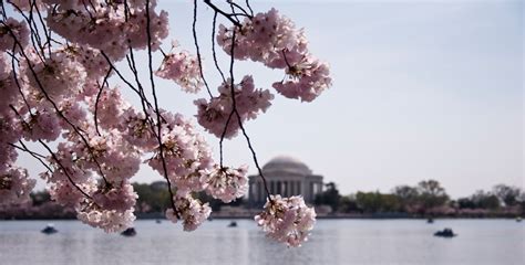 National Cherry Blossom Festival ~ Learn, Live, and Explore!