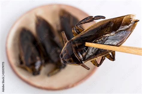 Giant Water Bug is edible insect for eating as food Insects deep-fried ...