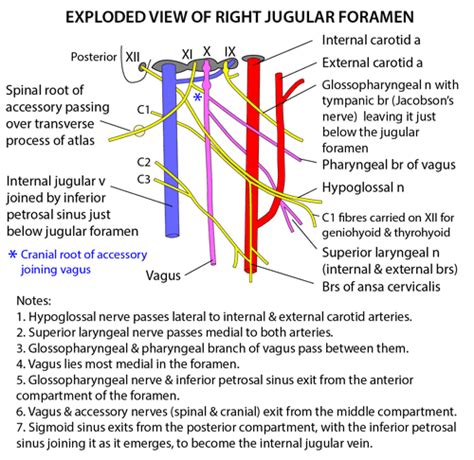 Instant Anatomy - Head and Neck - Vessels - Arteries - Internal carotid - Near jugular foramen