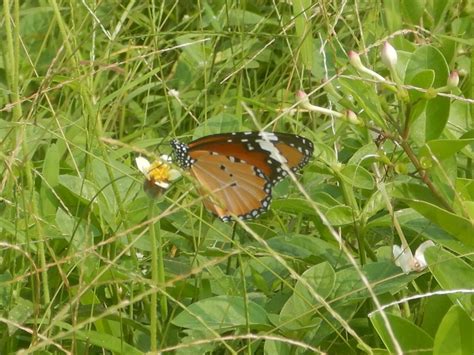 Danaus chrysippus Linnaeus, 1758 by Pradip Patade on 29 September 2022