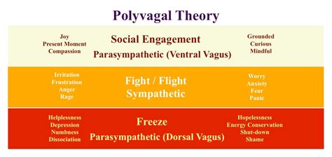 Stress & the Polyvagal Theory - Yoga Teacher