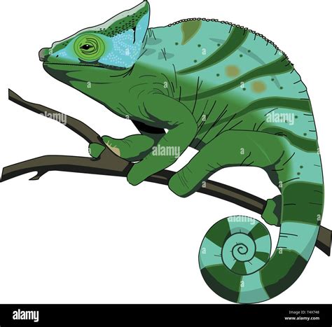 Chameleon Vector Illustration Stock Vector Image & Art - Alamy