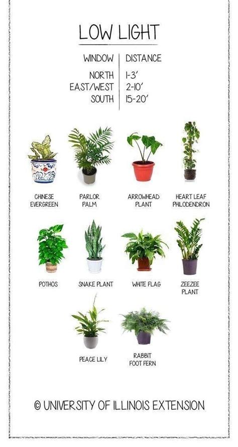 5 overlooked plants that can survive in the almost dark – Artofit