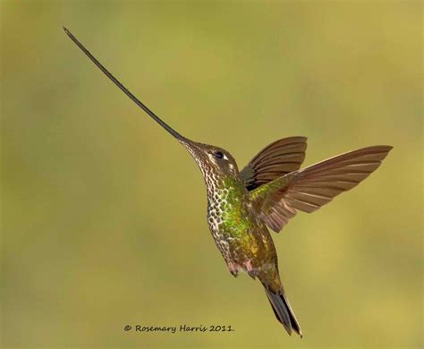 Sword-billed Hummingbird | The Sword-billed Hummingbird is a… | Flickr