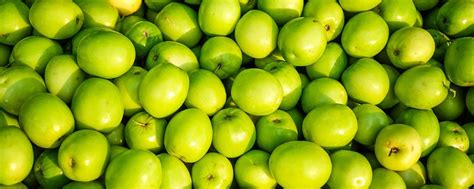 Harvesting the Growing and Cultivating Indian Jujube Fruit Trees