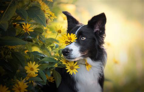 Wallpaper eyes, look, face, leaves, flowers, nature, portrait, dog ...