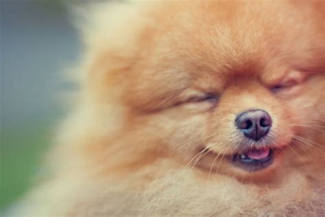 Pomeranian: Facts About The World's Cutest Puffball – Dogster