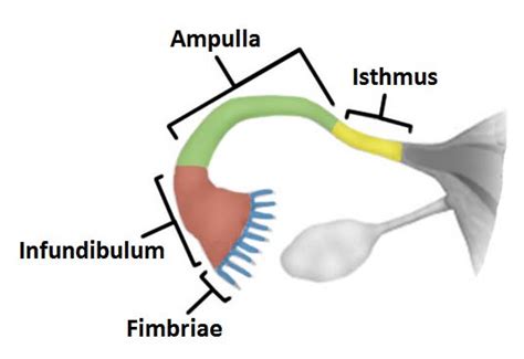 The Fallopian Tubes (Uterine) - Structure - Function - Vascular Supply