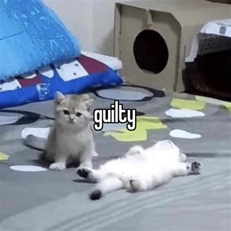 guilty cat Memes - Imgflip