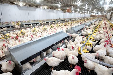 Expert view: ways to restore profitability in poultry farming - Poultry World