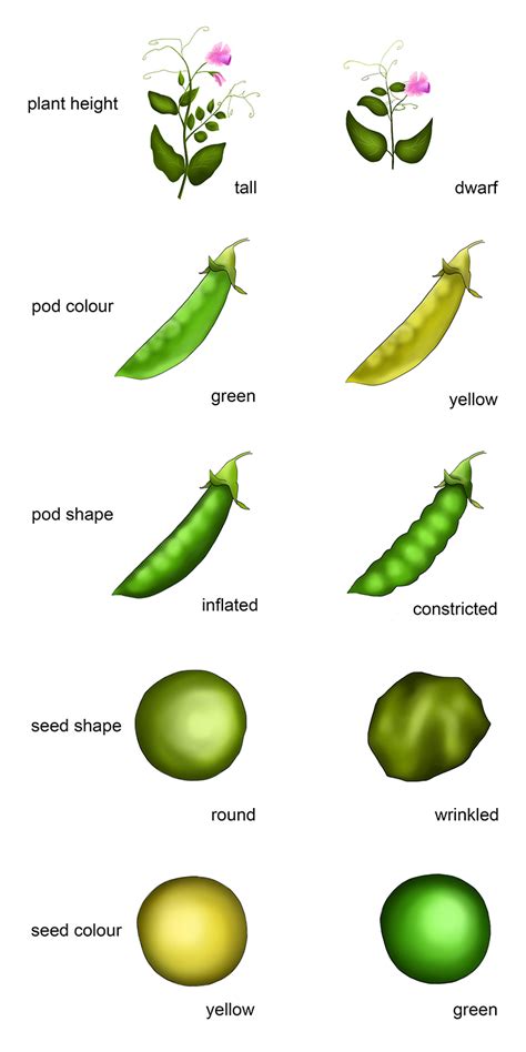 Gregor Mendel discovered the underlying rule of inheritance