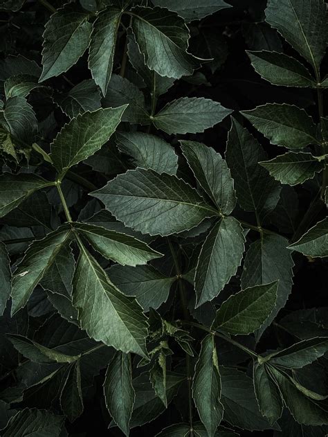 A close up of a green leafy plant photo – Free Texture Image on Unsplash